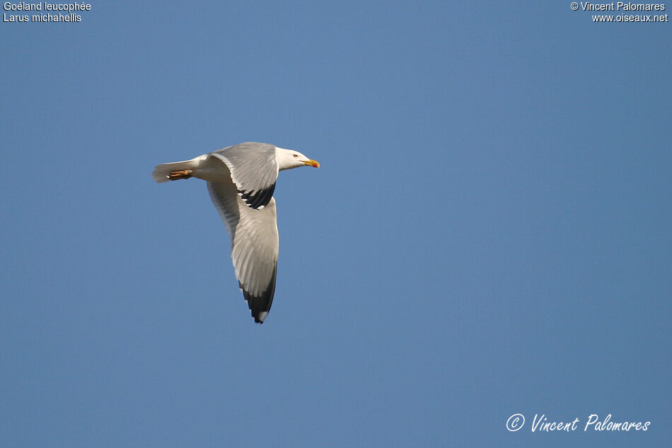 Yellow-legged Gulladult