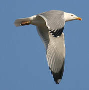 Yellow-legged Gull