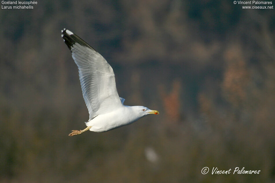 Yellow-legged Gulladult