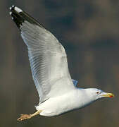 Yellow-legged Gull