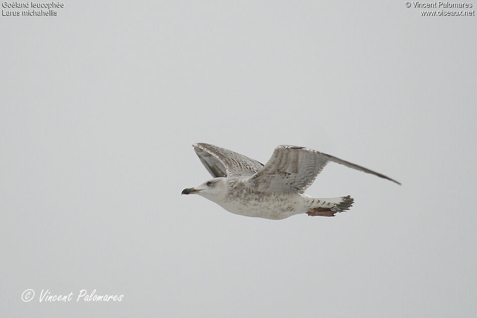 Yellow-legged GullThird  year