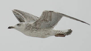 Yellow-legged Gull