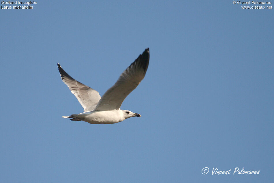 Yellow-legged GullFourth year