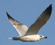 Yellow-legged Gull