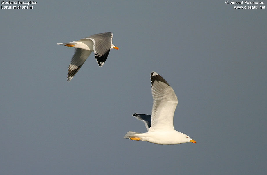 Yellow-legged Gulladult