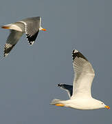 Yellow-legged Gull