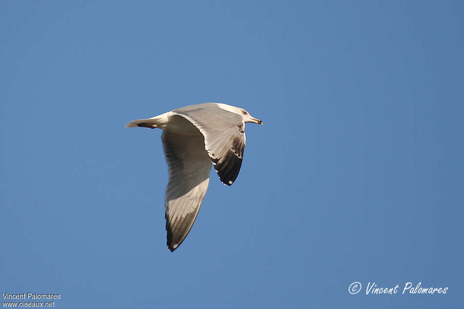 Yellow-legged GullFourth year, pigmentation, Flight