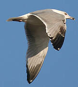 Yellow-legged Gull