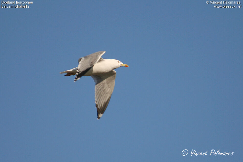 Yellow-legged Gulladult