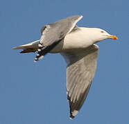 Yellow-legged Gull