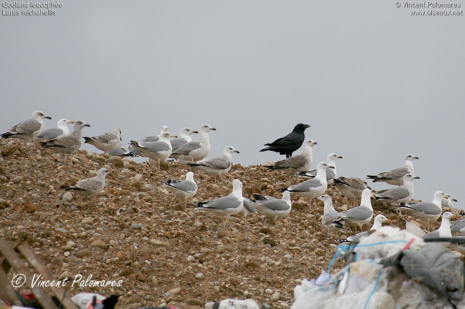 Yellow-legged Gull