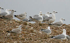 Yellow-legged Gull