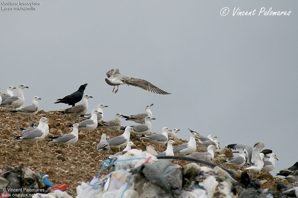 Yellow-legged Gull