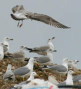 Yellow-legged Gull