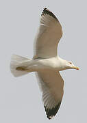 Yellow-legged Gull