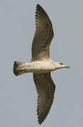 Yellow-legged Gull