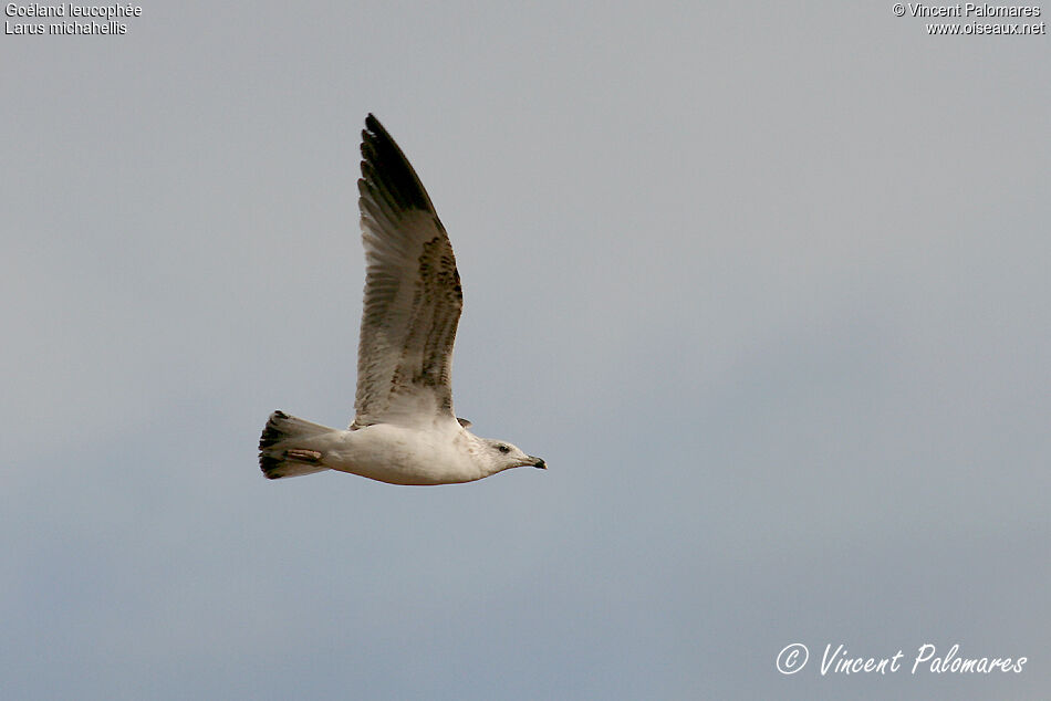 Yellow-legged GullSecond year