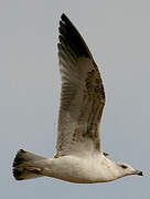 Yellow-legged Gull