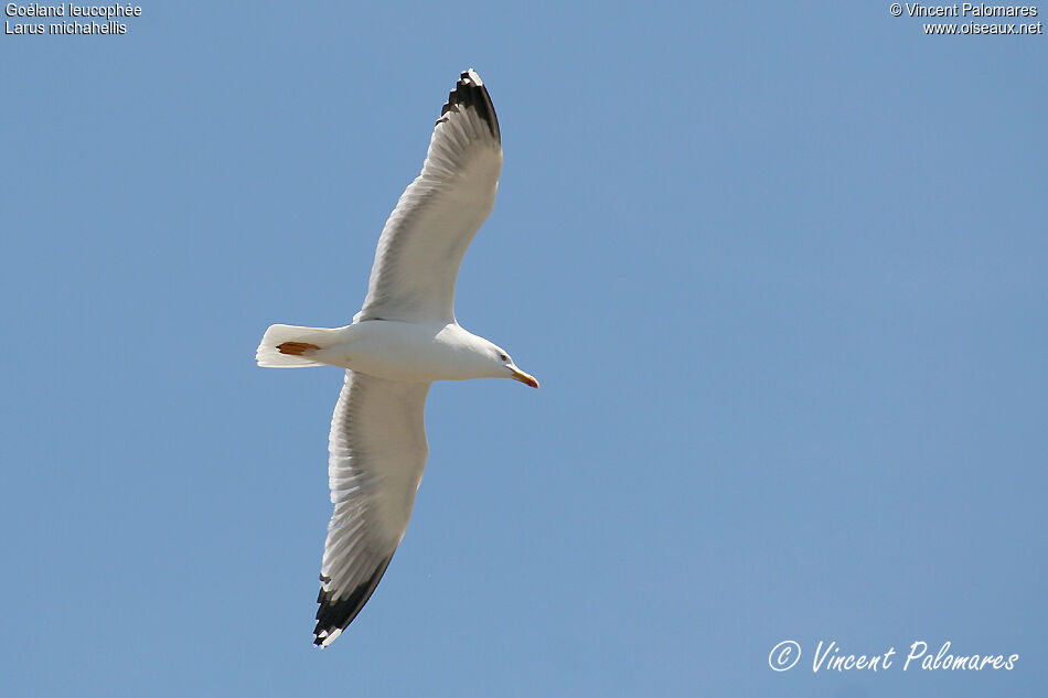 Yellow-legged Gulladult