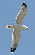 Yellow-legged Gull