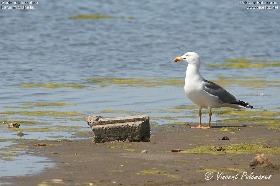 Yellow-legged Gulladult breeding