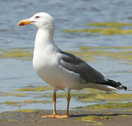 Yellow-legged Gull