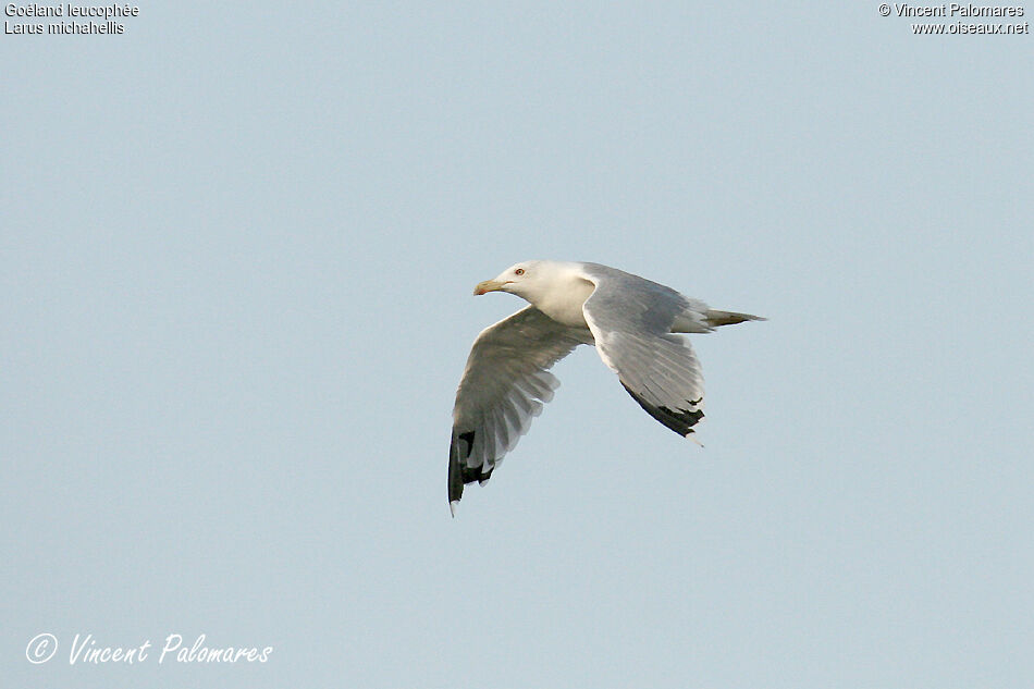 Yellow-legged Gulladult