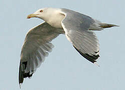 Yellow-legged Gull