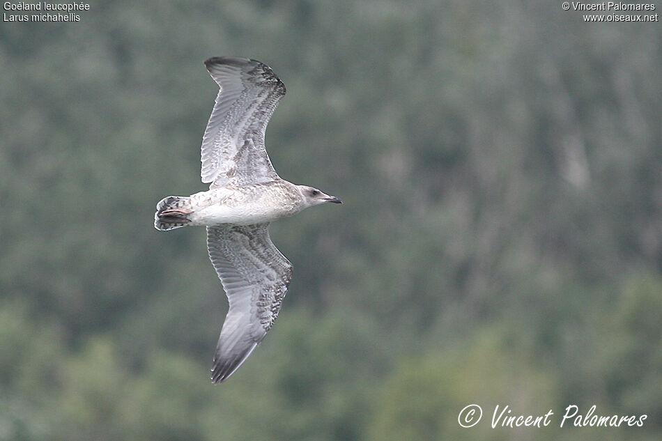 Yellow-legged GullFirst year