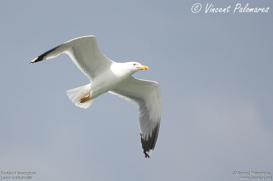 Yellow-legged Gulladult breeding