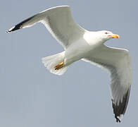 Yellow-legged Gull