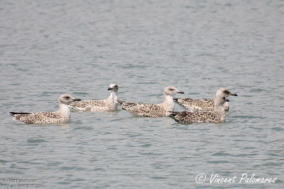 Yellow-legged Gulljuvenile, pigmentation