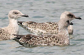 Yellow-legged Gull