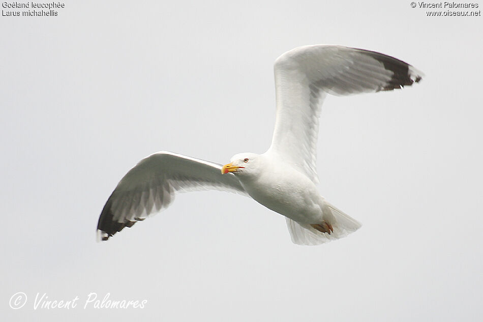 Yellow-legged Gulladult breeding