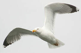 Yellow-legged Gull