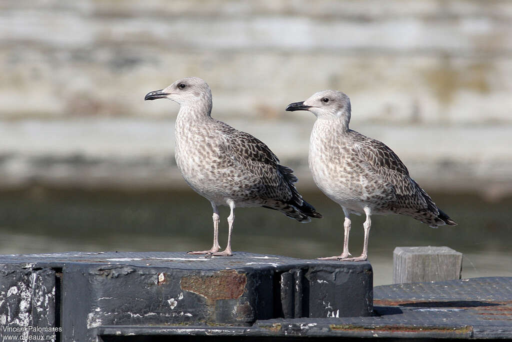 Yellow-legged Gulljuvenile, identification