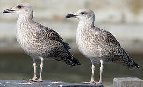 Yellow-legged Gull