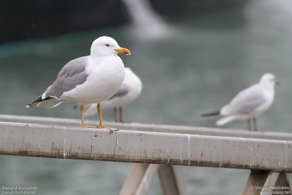 Yellow-legged Gulladult