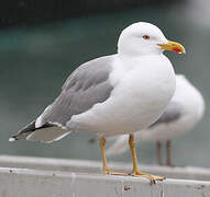 Yellow-legged Gull