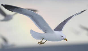 Yellow-legged Gull