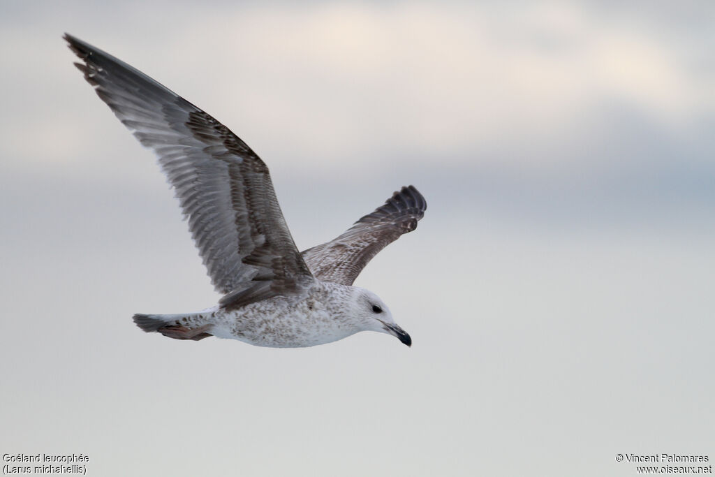 Yellow-legged GullFirst year, Flight