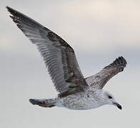 Yellow-legged Gull