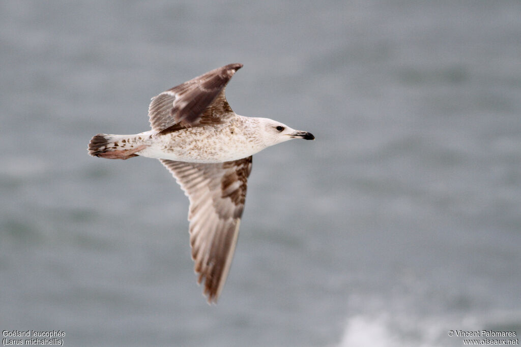 Yellow-legged GullFirst year, Flight