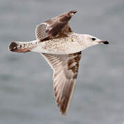 Yellow-legged Gull