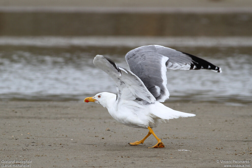 Yellow-legged Gulladult