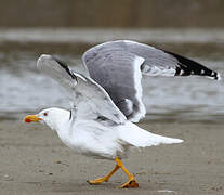 Yellow-legged Gull