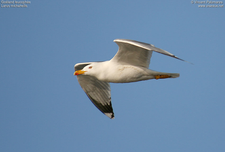 Yellow-legged Gull