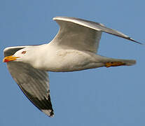 Yellow-legged Gull