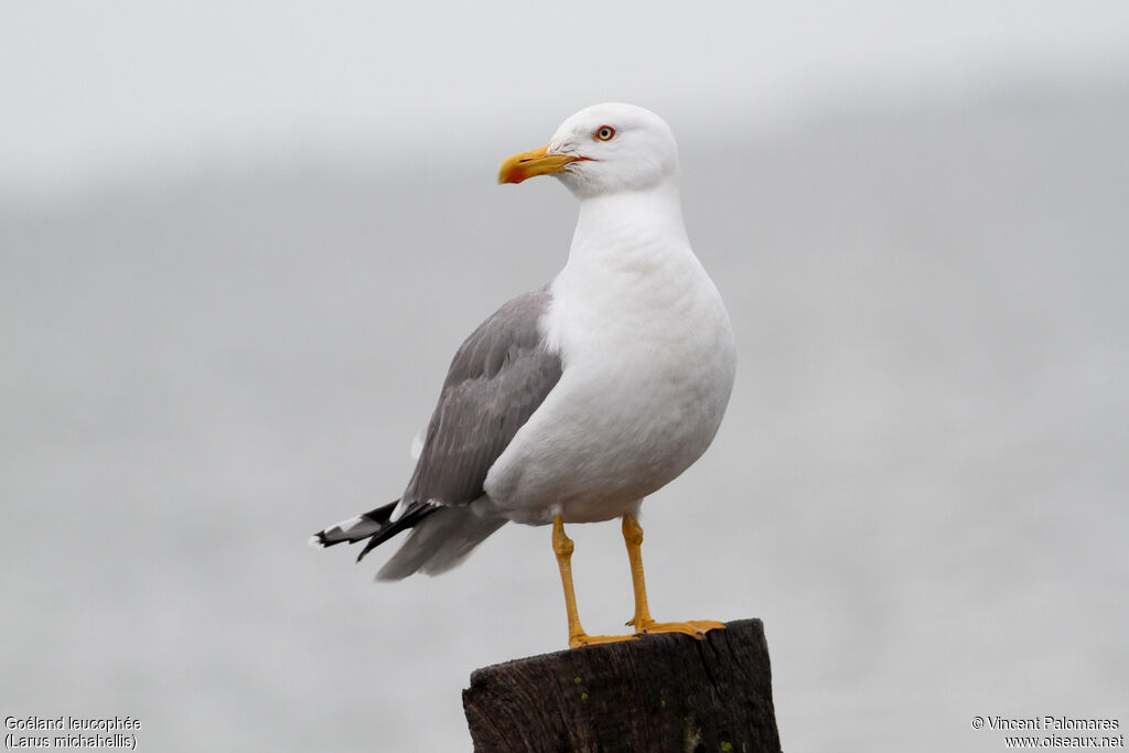 Yellow-legged Gulladult