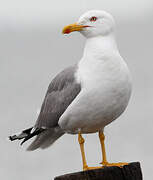 Yellow-legged Gull